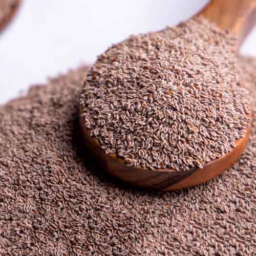 Psyllium Seed Suppliers in India
